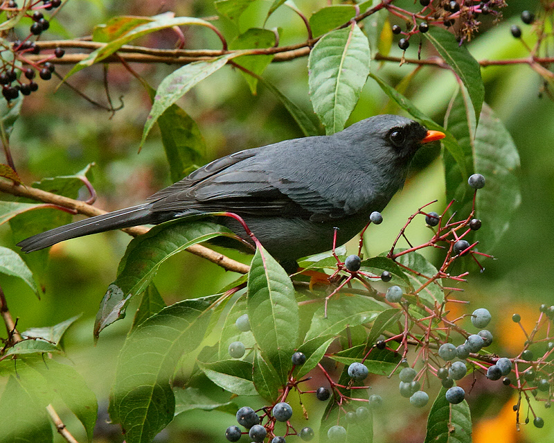 Black-faced Solitaire (8291)