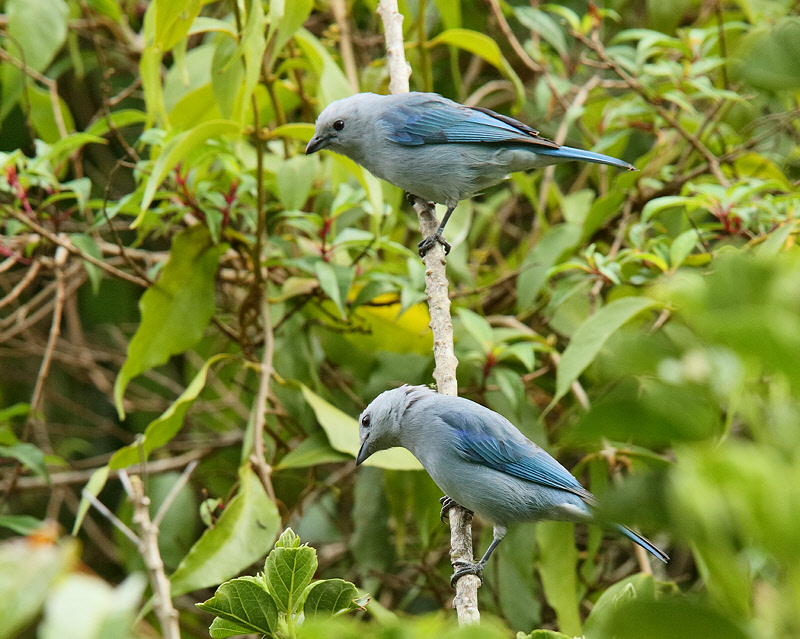 Blue-gray Tanager (8294)
