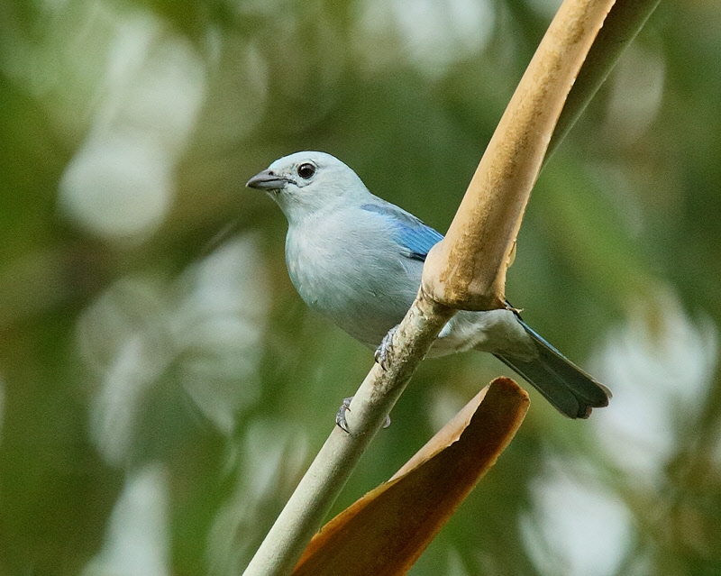 Blue-gray Tanager (9312)