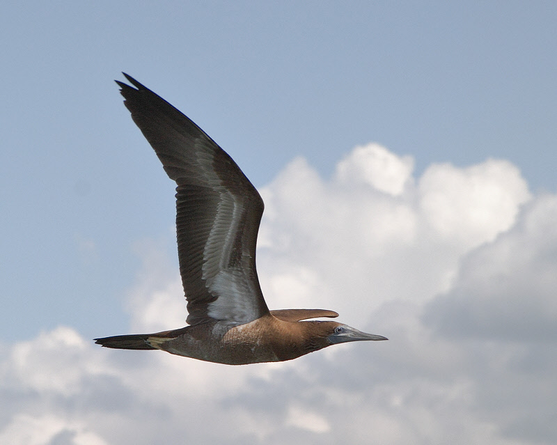 Brown Booby (5009B)