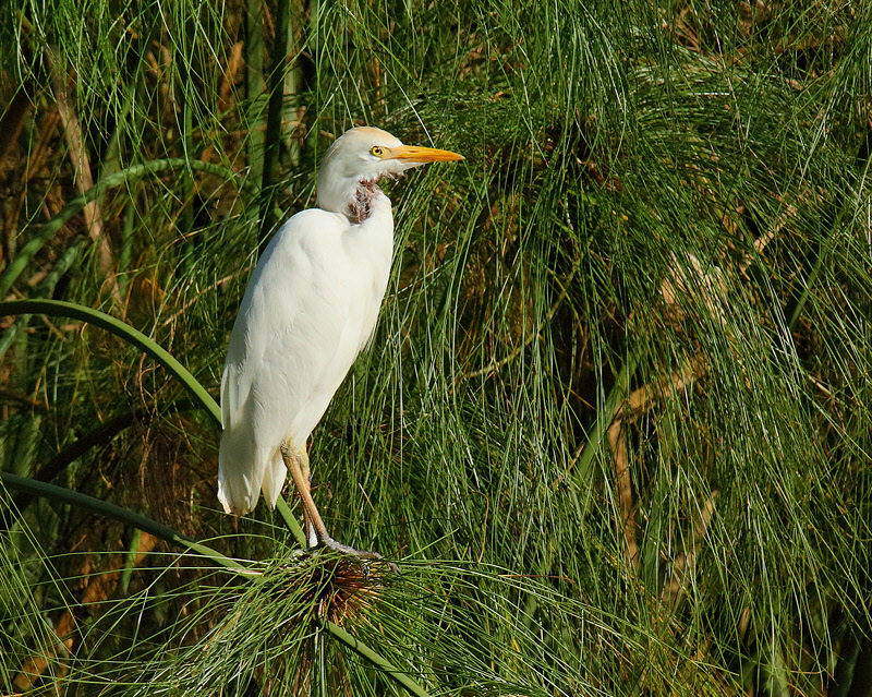 Cattle Egret (6916)