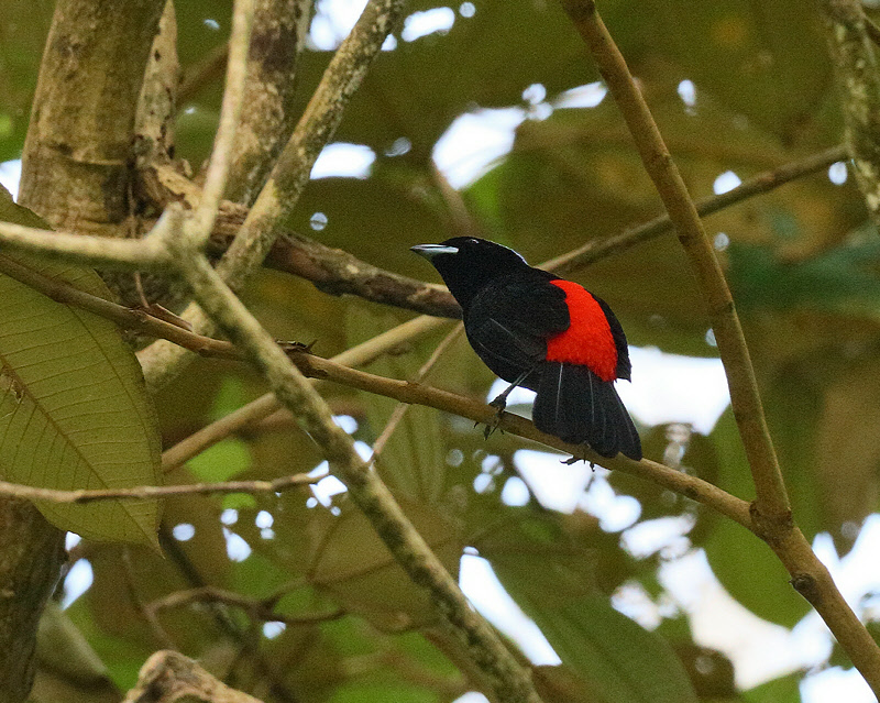 Cherries Tanager (Male) (9124)