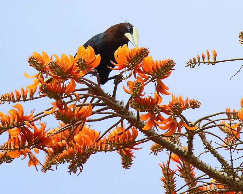 Chestnut-headed Oropendula (7229)