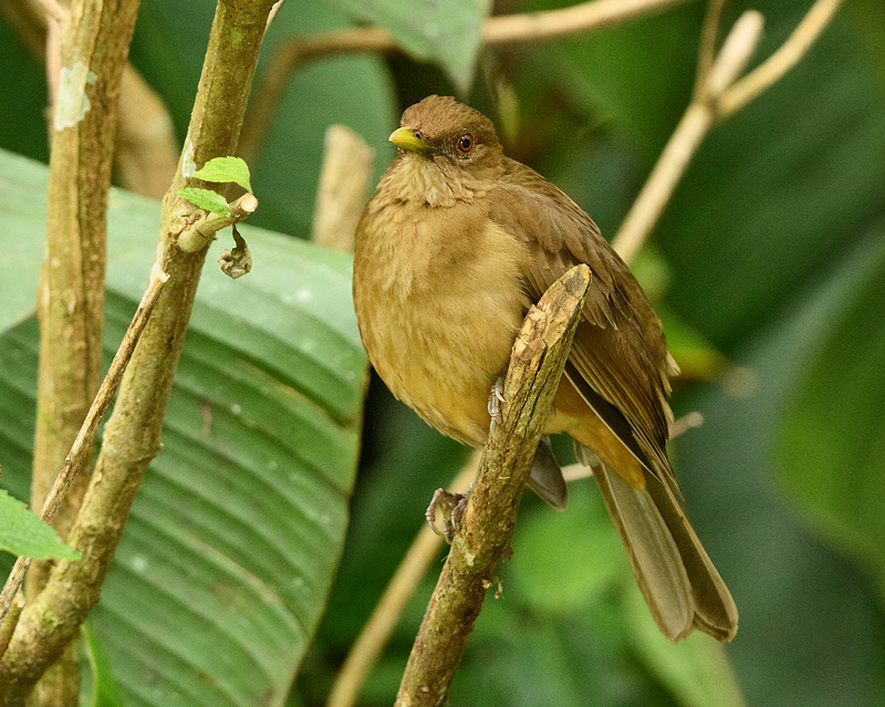 Clay-colored Thrush (5209)