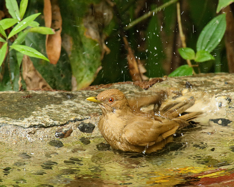 Clay-colored Thrush (7243)