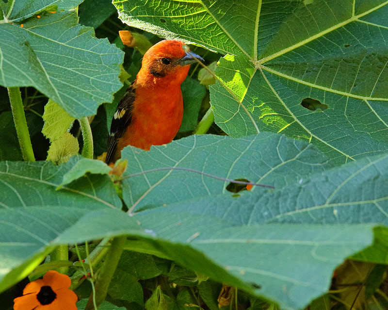Flame-colored Tanager (8564)