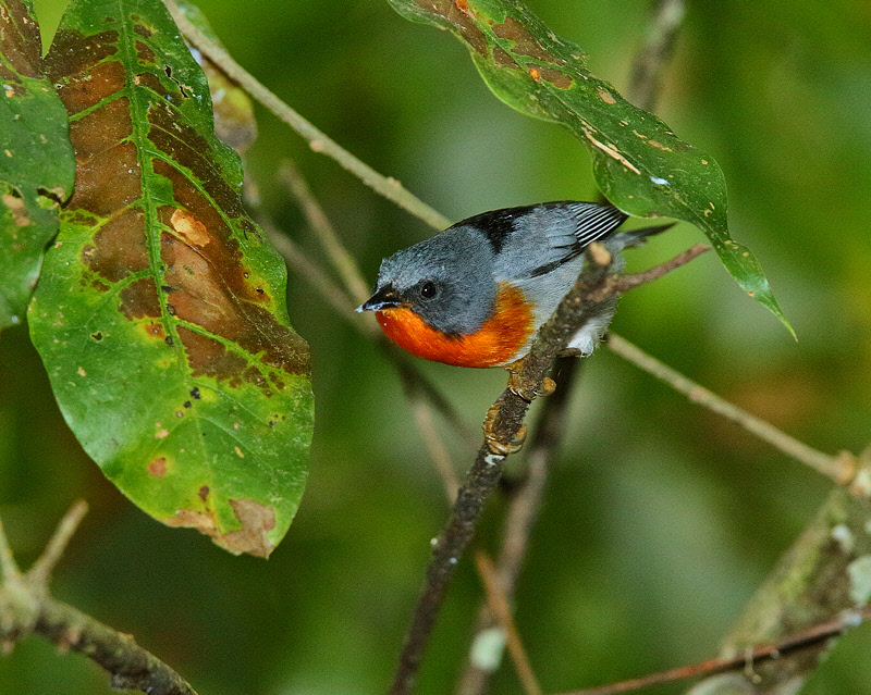 Flame-throated Warbler (7950)