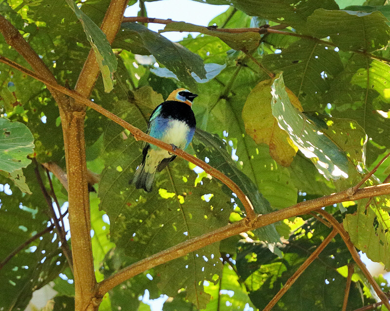 Golden-hooded Tanager (6156)