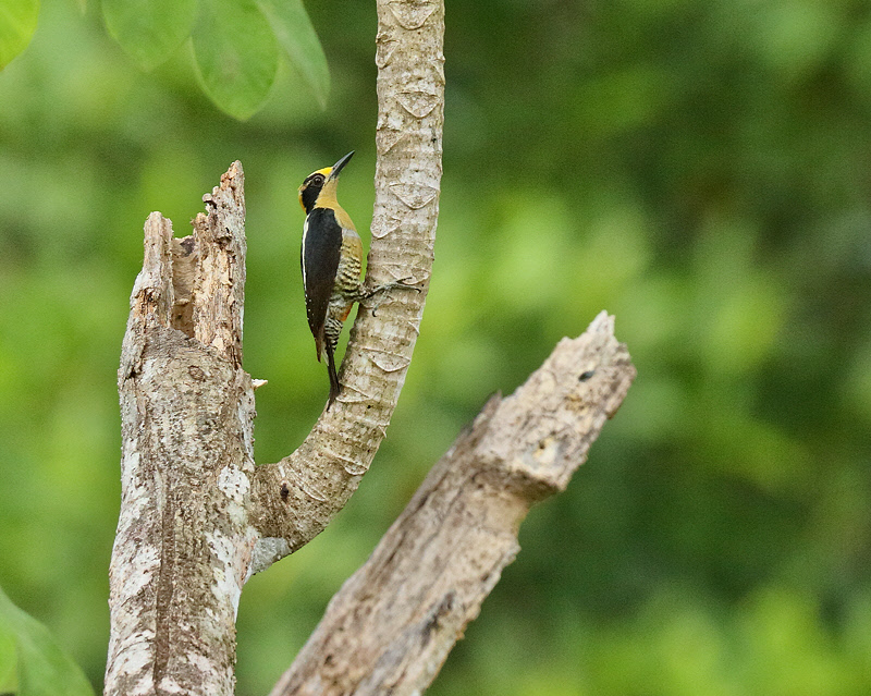 Golden-naped Woodpecker (9146)