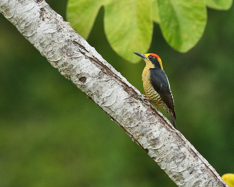 Golden-naped Woodpecker (9168)