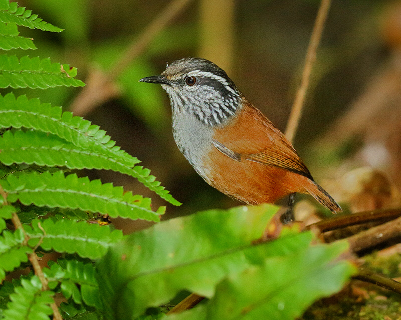 Gray-breasted Wood-Wren (7931)