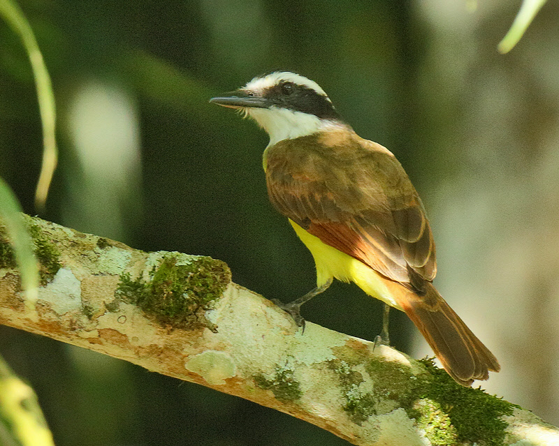 Great Kiskadee (6944)