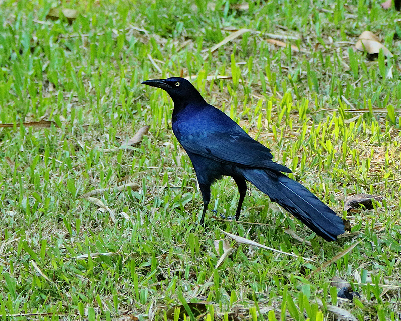 Great-tailed Grackle (6794)
