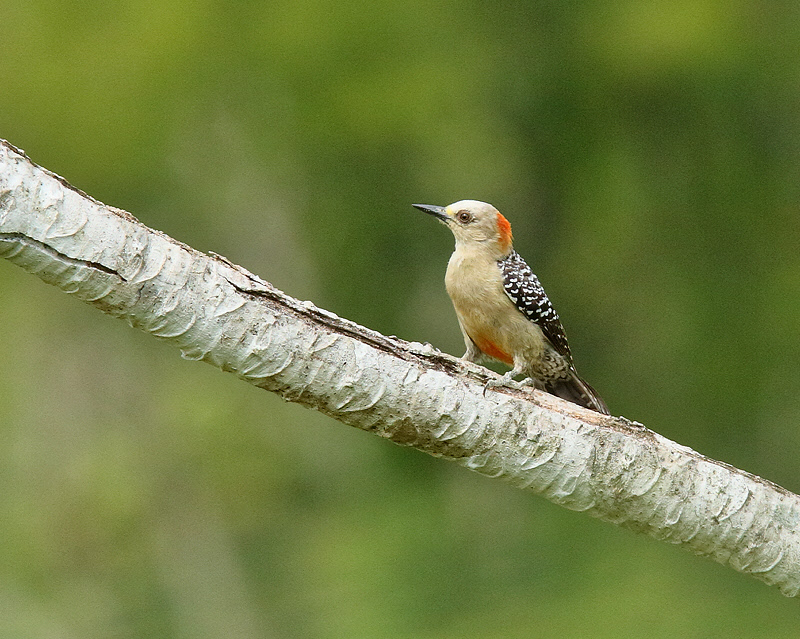 Red-crowned Woodpecker (9200)
