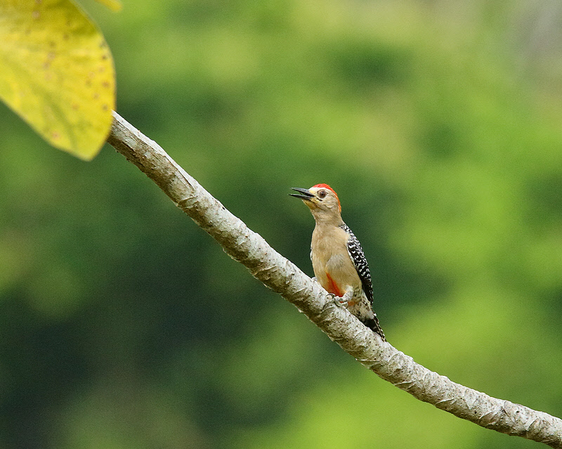 Red-crowned Woodpecker (9208)