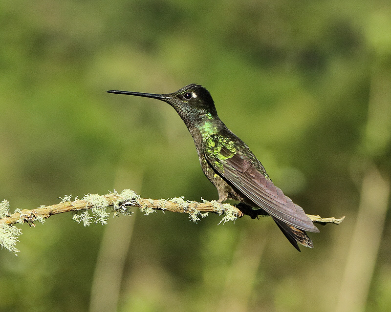 Magnificent Hummingbird (8053)