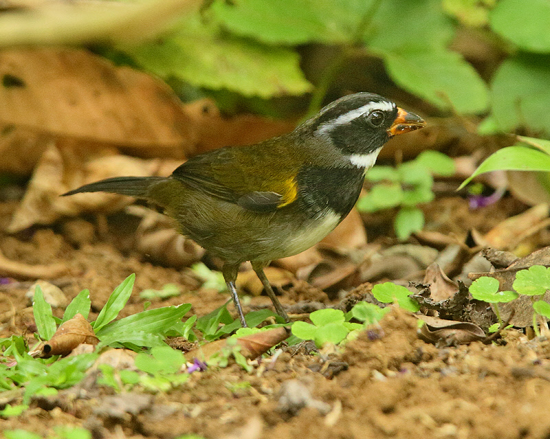 Orange-billed Sparrow (juvenile) (5240)