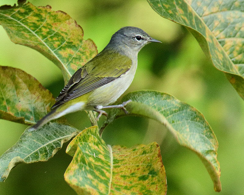 Tennessee Warbler (7071)