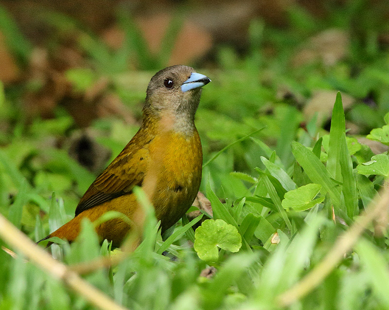 Passerini's Tanager (Female) (6356)