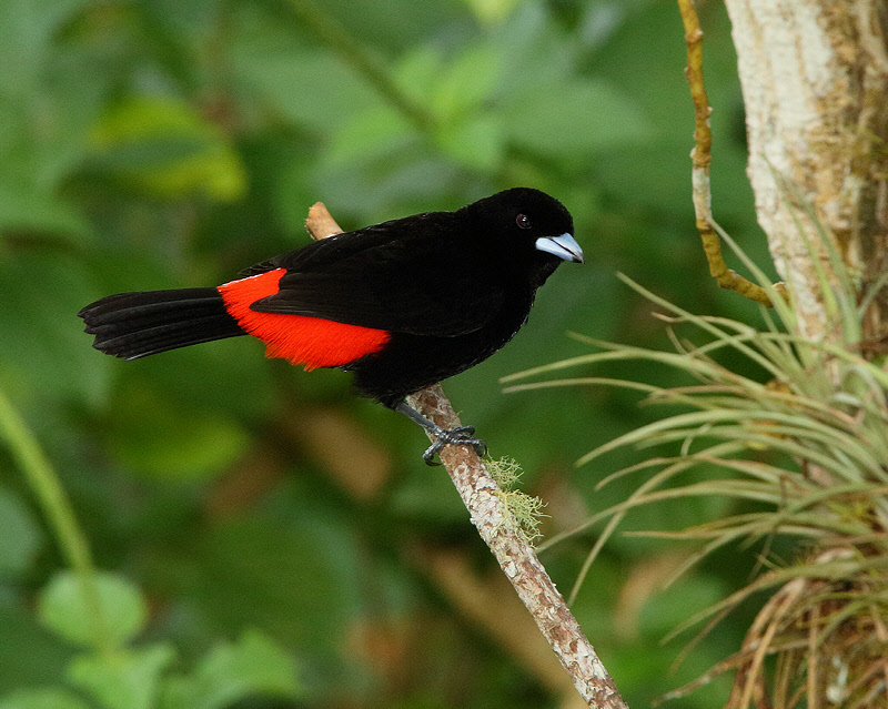 Passerini's Tanager (Male) (5932)