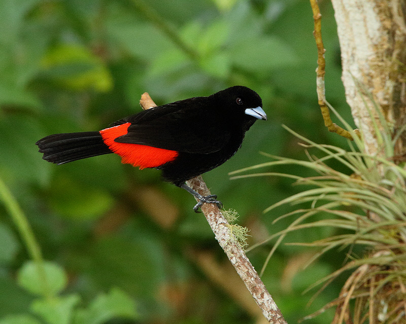 Passerini's Tanager (Male) (5932)