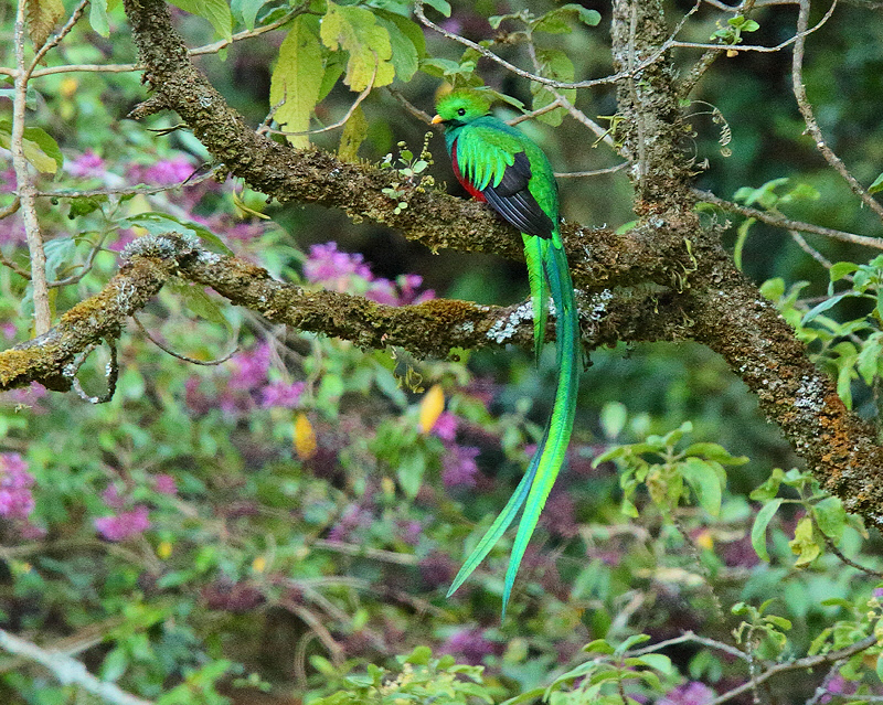 Resplendent Quetzal (Male) (7428)