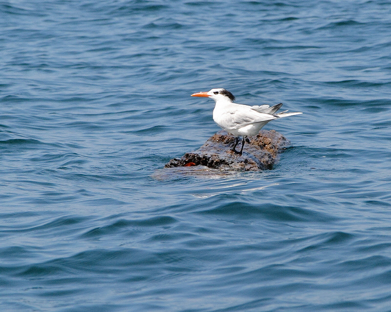 Royal Tern (5110B)