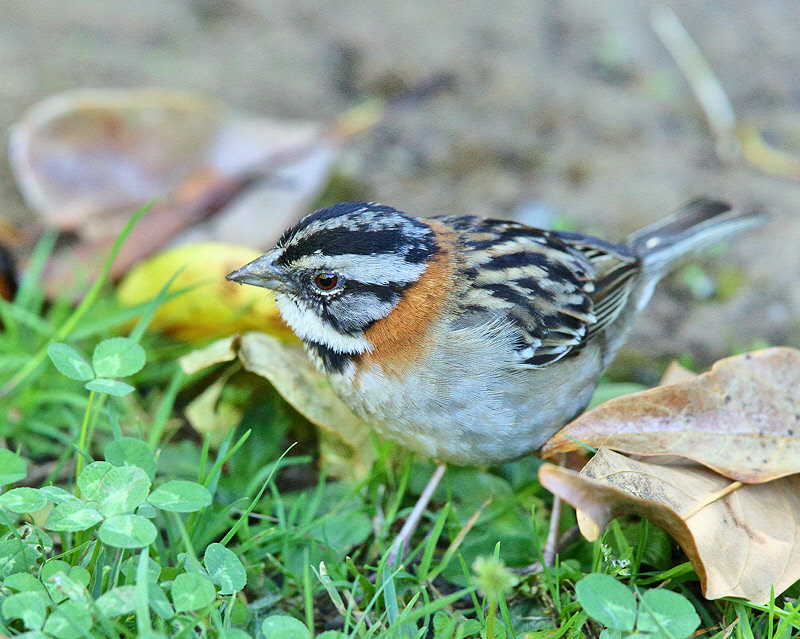 Rufous-collared Sparrow (7591)