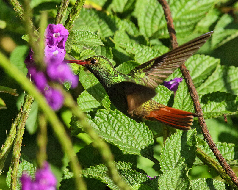 Rufous-tailed Hummingbird (7122)