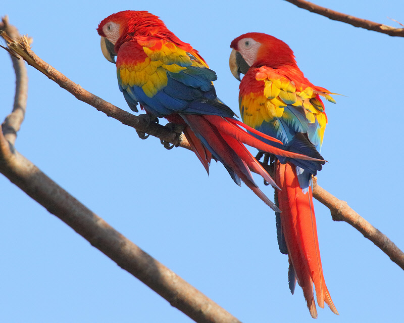 Scarlet Macaws (9473)
