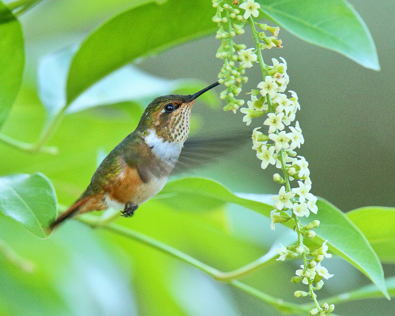 Scintillant Hummingbird (7597)