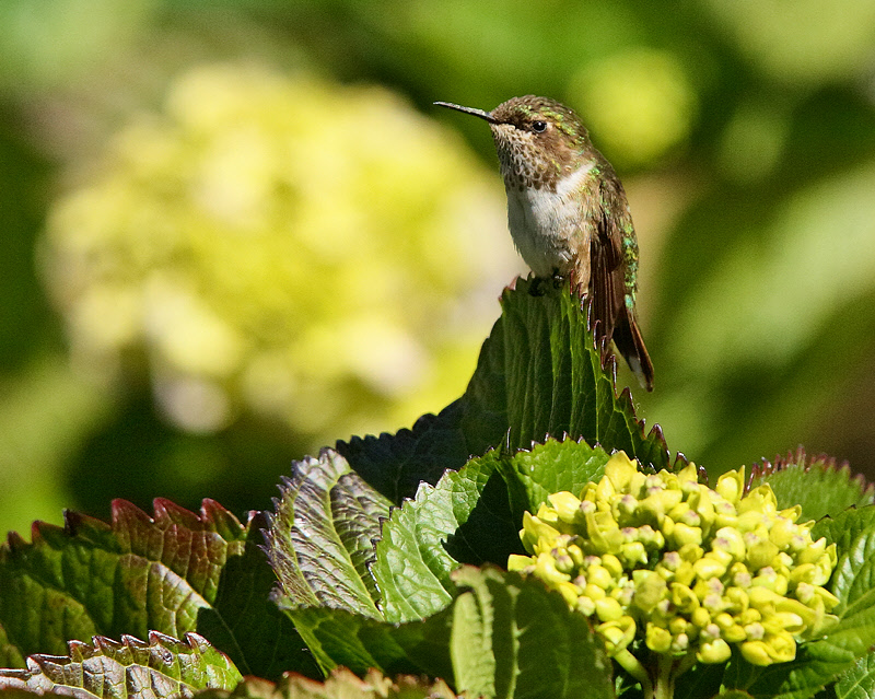 Scintillant Hummingbird (8594)