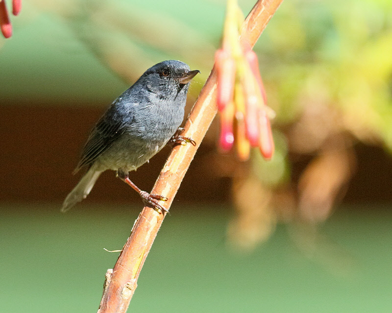 Slaty Flowerpiercer (8068)