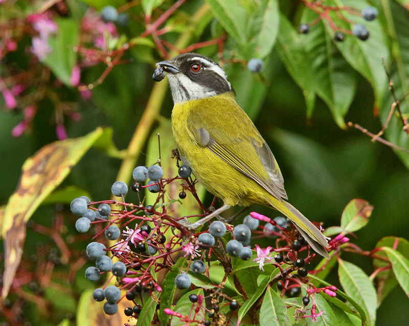 Sooty-capped Bush-Tanager (8275)