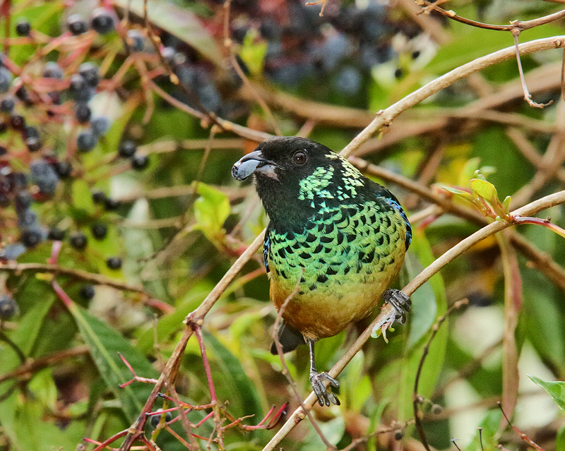 Spangle-cheeked Tanager (8345)