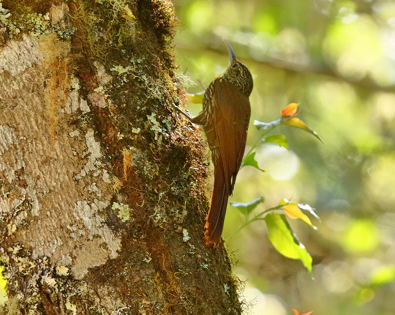 Spot-crowned Woodcreeper (8658)