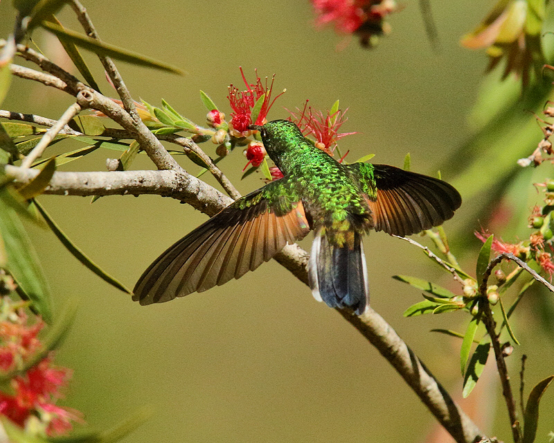 Strip-tailed Hummingbird (7810)