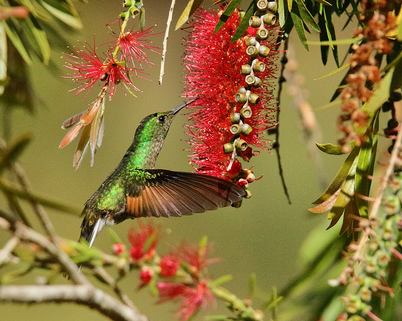 Strip-tailed Hummingbird (7815)