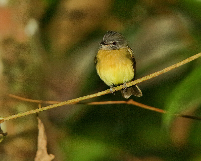 Tawny-chested Flycatcher (5831)