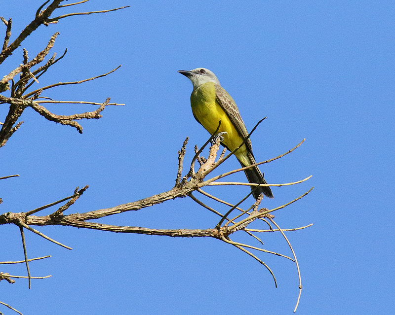 Tropical Kingbird (6922)