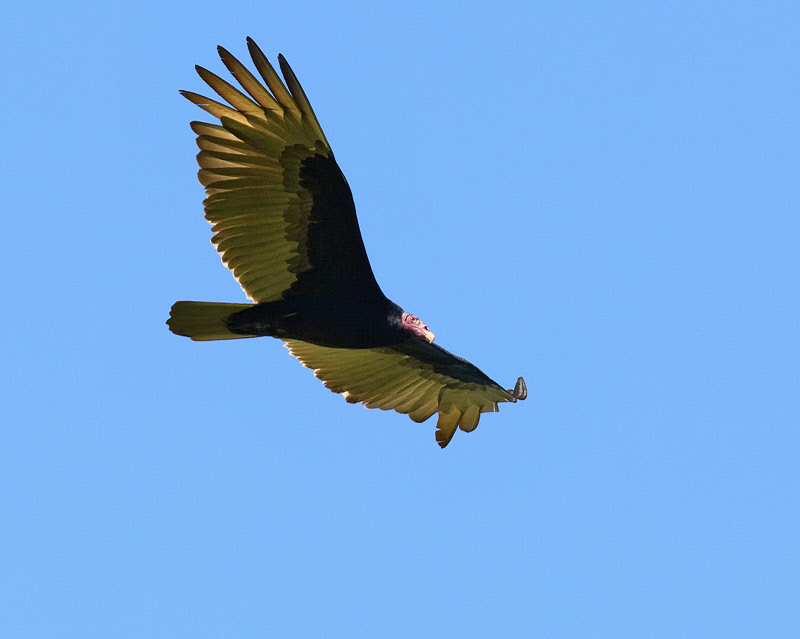 Turkey Vulture (6188)