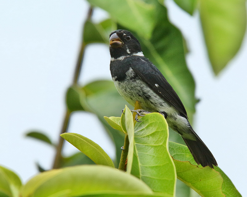 Variable Seedeater (9243)