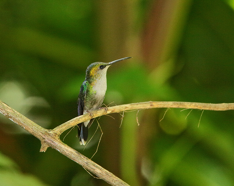 Violet-crowned Woodnymph (Fe) (6282)