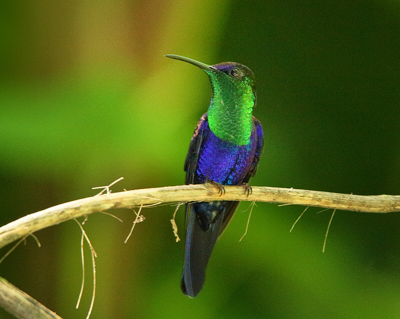 Violet-crowned Woodnymph (Male) (6233)