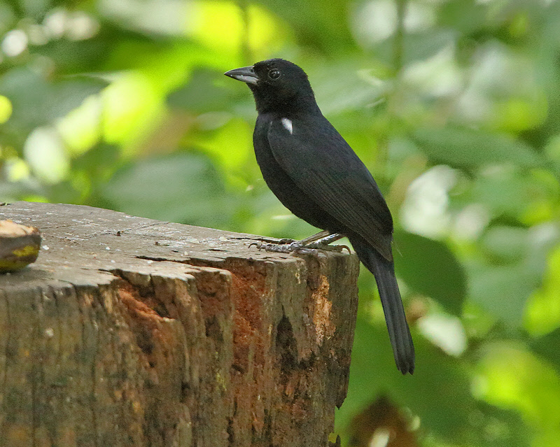 White-lined Tanager (5241)