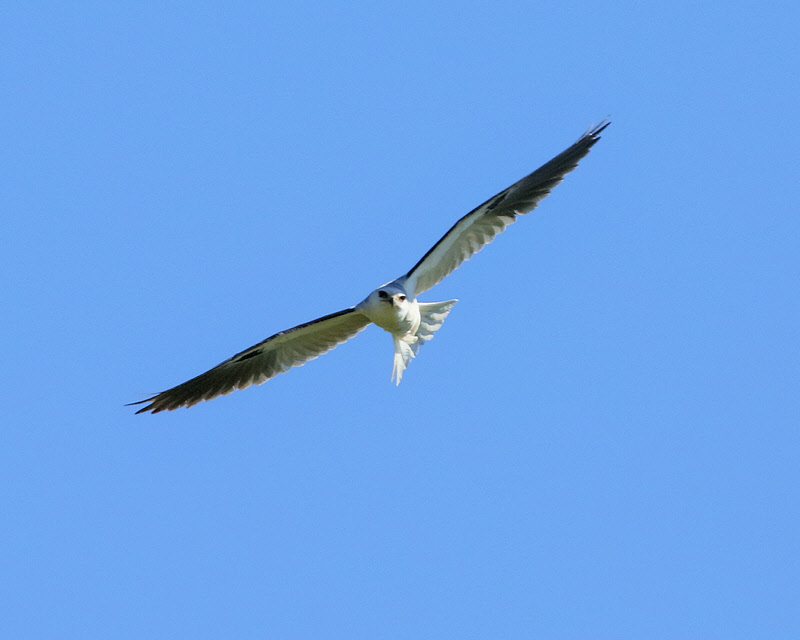 White-tailed Kite (6519)