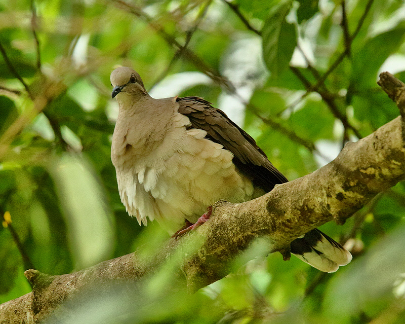 White-tipped Dove (9091)