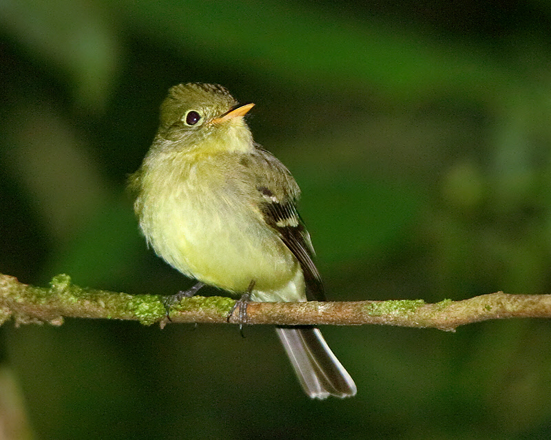 Yellow-bellied Flycatcher (5820)