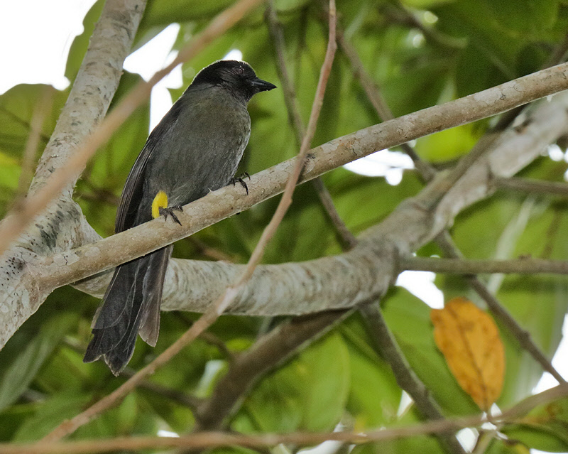 Yellow-thighed Finch (8323)