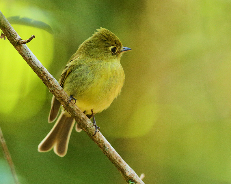 Birds of Costa Rica -- 2014